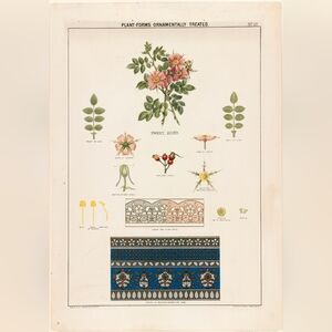 Vintage Botanical Print with Floral Illustrations